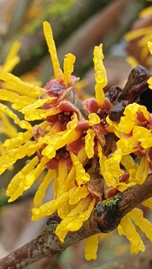 Zaubernuss Hamamelis Blüte Blütenstrauch von GartenContor Gartengestaltung, Gartenplanung, Pflanzenhandel in St. Leon-Rot