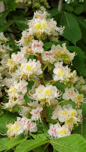 Kastanie Blüte Aesculus Gartenbaum von GartenContor Gartengestaltung, Gartenplanung, Pflanzenhandel in St. Leon-Rot