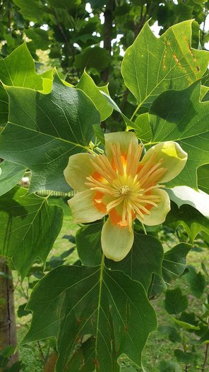Tulpenbaum Blüte Liriodendron Gartenbaum von GartenContor Gartengestaltung, Gartenplanung, Pflanzenhandel in St. Leon-Rot