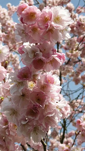 Zierkirsche Blüte Prunus Gartenbaum von GartenContor Gartengestaltung, Gartenplanung, Pflanzenhandel in St. Leon-Rot