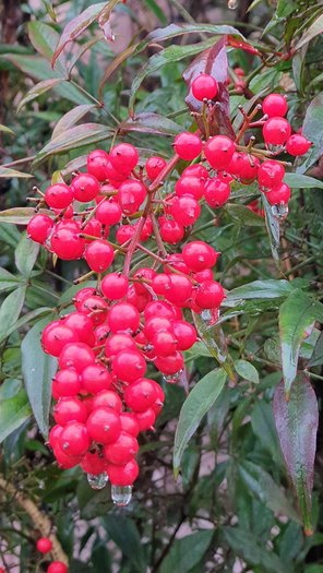 Nandina Beeren immergruen von GartenContor Gartengestaltung, Gartenplanung, Pflanzenhandel in St. Leon-Rot