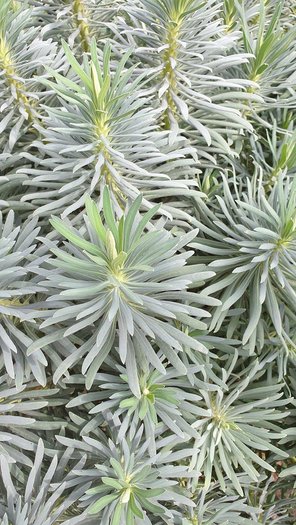 Wolfsmilch Euphorbia Staude von GartenContor Gartengestaltung, Gartenplanung, Pflanzenhandel in St. Leon-Rot