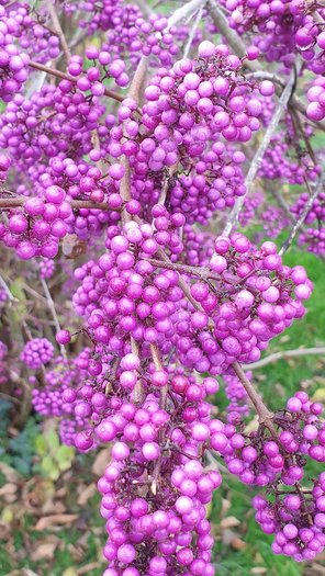 Liebesperlenstrauch Callicarpa Beeren Blütenstrauch von GartenContor Gartengestaltung, Gartenplanung, Pflanzenhandel in St. Leon-Rot