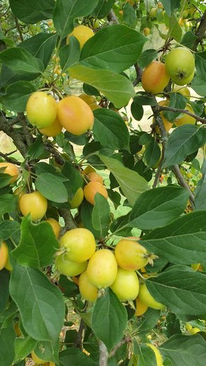 Zierapfel Frucht Malus Gartenbaum von GartenContor Gartengestaltung, Gartenplanung, Pflanzenhandel in St. Leon-Rot