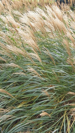 Chinaschilf Miscanthus Ziergras von GartenContor Gartengestaltung, Gartenplanung, Pflanzenhandel in St. Leon-Rot
