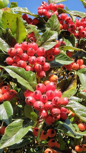 Apfeldorn Früchte Crataegus Gartenbaum von GartenContor Gartengestaltung, Gartenplanung, Pflanzenhandel in St. Leon-Rot
