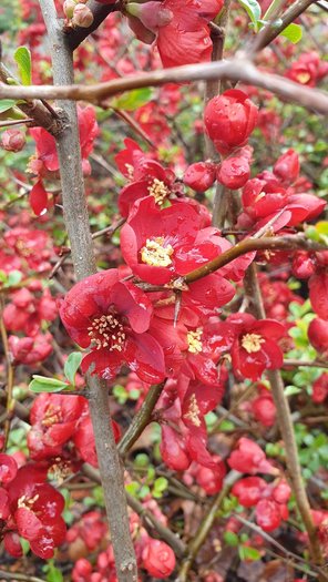 Scheinquitte Blüte Chaenomeles Blütenstrauch von GartenContor Gartengestaltung, Gartenplanung, Pflanzenhandel in St. Leon-Rot